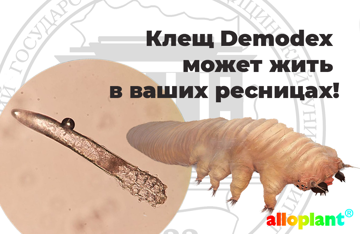 Клещ Demodex может жить в ваших ресницах!